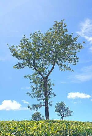 A Single Tree in a field beneath a blue sky