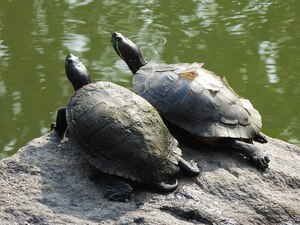Two pond slider turtles (Trachemys scripta) in Prospect Park, Brooklyn USA, with one (left) having a normal shell (somewhat muddy) and the other (right) exhibiting scute shedding of shell segments
